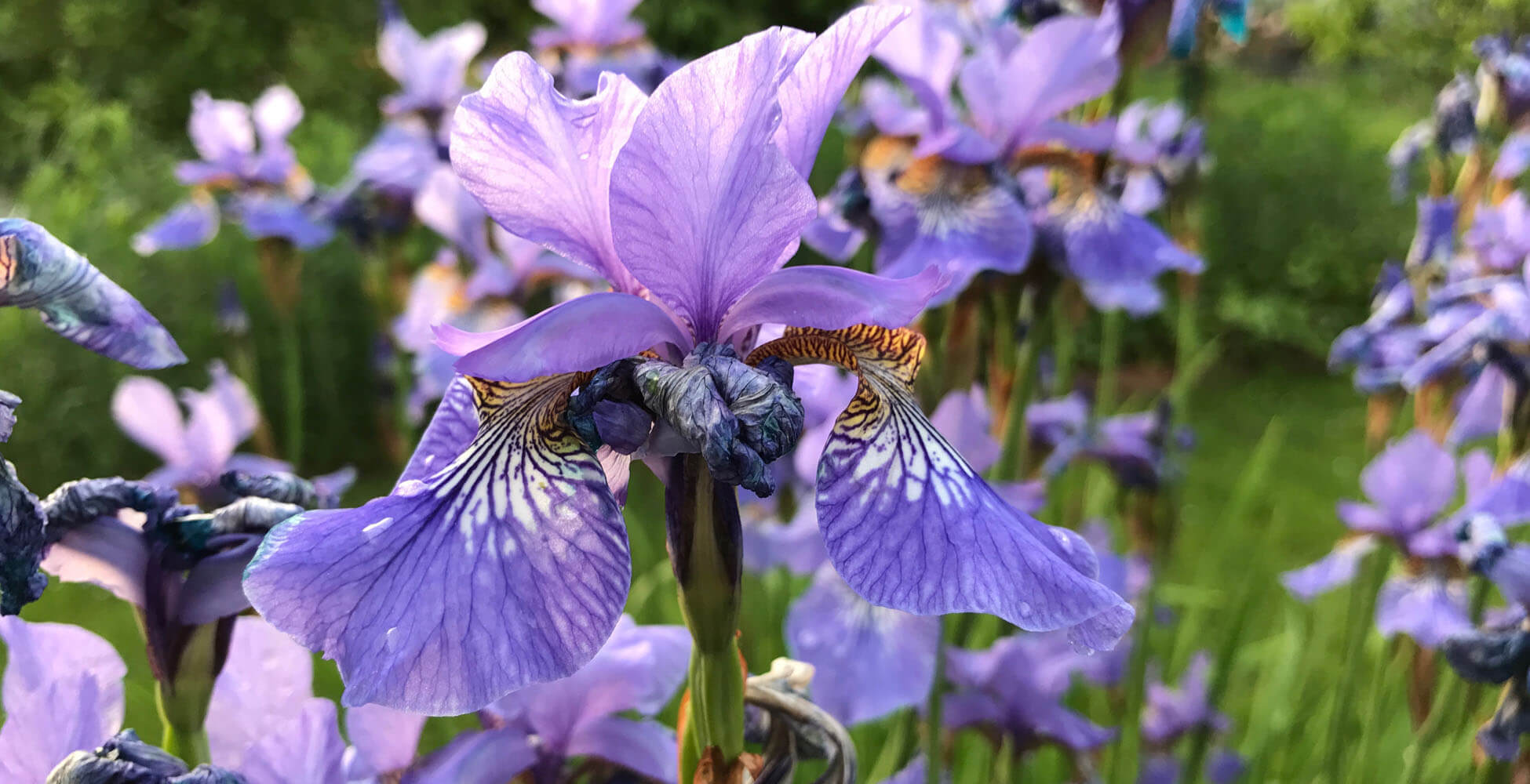 Kleingärtnerverein Pesch 1916 e.V.